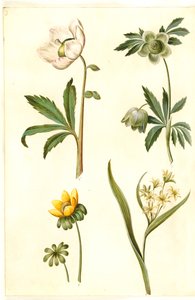 Helleborus niger (Schwarze Nieswurz); Eranthis hyemalis (Winterling); Gagea lutea (Gewöhnlicher Goldstern)