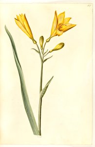 Hemerocallis lilioasphodelus (gelbe Taglilie)