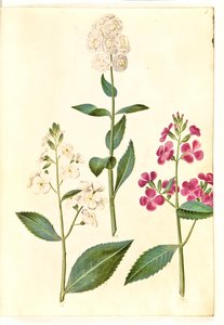Hesperis matronalis (Gewöhnliche Nachtviole)