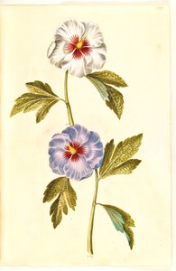 Hibiscus syriacus (Syrische Rose)