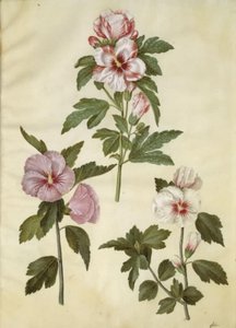 Hibiscus syriacus (Syrische Rose)