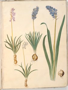 Hyacinthoides non-scripta (gewöhnliche Glockenblume); Hyacinthoides hispanica (spanische Glockenblume) von Hans Simon Holtzbecker