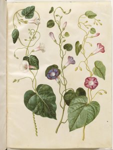 Ipomoea purpurea (Purpur-Pragtsnerle) von Hans Simon Holtzbecker