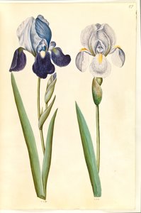 Iris ×germanica oder Iris ×sambucina (?) (Garten-Iris oder Holunder-Iris); Iris ×germanica (Garten-Iris) von Hans Simon Holtzbecker