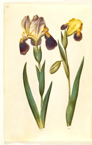 Iris ×germanica oder Iris ×sambucina (Garten-Schwertlilie oder Holunder-Schwertlilie); Iris variegata (Bunte Schwertlilie) von Hans Simon Holtzbecker