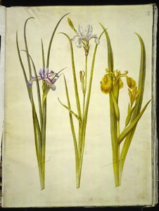 Iris graminea (Grasblatt-Iris); Iris sibirica (Sibirische Iris); Iris pseudacorus (Gelbe Iris)