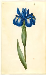 Iris latifolia (Englische Iris) von Hans Simon Holtzbecker