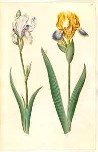 Iris pallida (blasse Iris); Iris variegata (bunte Iris) von Hans Simon Holtzbecker
