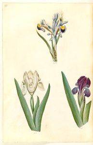 Iris persica (Persische Iris); Iris lutescens oder Iris pumila (?) (Zwerg-Iris oder niedrige Iris) von Hans Simon Holtzbecker