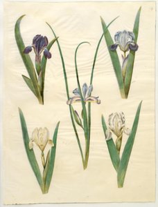 Iris pumila (Zwerg-Schwertlilie) oder Iris lutescens (Zwerg-Schwertlilie); Iris graminea (Grasblättrige Schwertlilie)
