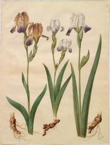 Iris ×sambucina (Holunder-Iris); Iris ×amoena (Iris-Hybrid)