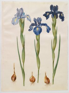 Iris xiphioides von Hans Simon Holtzbecker