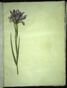 Spanische Iris (Iris xiphium) von Hans Simon Holtzbecker