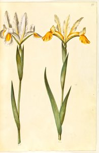 Iris xiphium, evt. Iris latifolia (spanische Iris oder englische Iris) von Hans Simon Holtzbecker