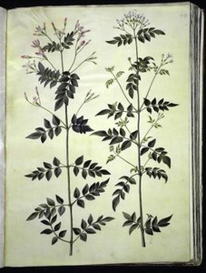 Echter Jasmin (medizinischer Jasmin) von Hans Simon Holtzbecker