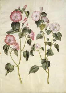 Lavatera trimestris (Mameluckenmalve)