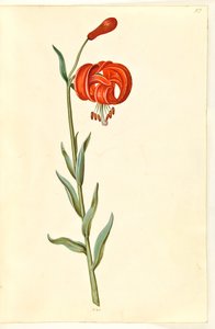 Lilium chalcedonicum (Rote Türkenbundlilie) von Hans Simon Holtzbecker