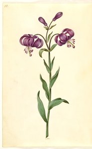 Türkenbundlilie von Hans Simon Holtzbecker