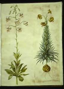 Lilium martagon (Türkenbund-Lilie); Lilium pyrenaicum (Pyrenäen-Lilie) von Hans Simon Holtzbecker
