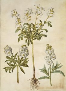 Matthiola incana (Winter-Levkoje) von Hans Simon Holtzbecker