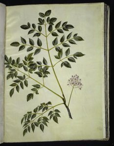 Melia azedarach (Paternosterbaum) von Hans Simon Holtzbecker