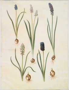 Muscari botryoides (gewöhnliche Traubenhyazinthe); Muscari racemosum (Moschus-Traubenhyazinthe); Muscari neglectum von Hans Simon Holtzbecker