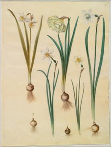 Narcissus ×medioluteus (zweiblütige Narzisse); Narcissus pseudonarcissus; Narcissus (Narzisse); Narcissus poeticus (Dichternarzisse); Narcissus ×tenuior von Hans Simon Holtzbecker