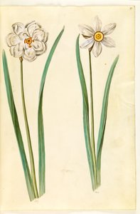 Narcissus poeticus (Dichternarzisse) von Hans Simon Holtzbecker
