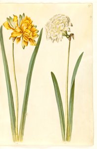 Narcissus pseudonarcissus (Osterglocke) von Hans Simon Holtzbecker