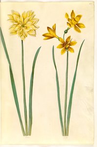 Narcissus pseudonarcissus (Osterglocke); Narcissus tazetta aureus (Gold-Tazette) von Hans Simon Holtzbecker
