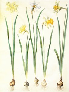 Narzisse pseudonarcissus, Narzisse poeticus, Narzisse × incomparabilis