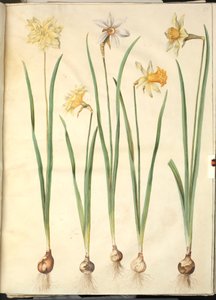 Narzisse pseudonarcissus, Narzisse poeticus, Narzisse × incomparabilis