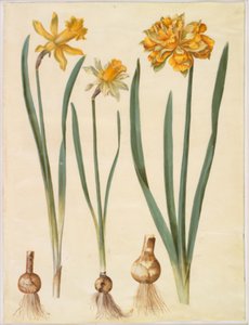 Narcissus pseudonarcissus major (große Osterglocke); Narcissus pseudonarcissus bicolor (zweifarbige Osterglocke); Narcissus pseudonarcissus von Hans Simon Holtzbecker