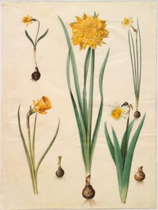 Narcissus pseudonarcissus minor; Narcissus pseudonarcissus (Osterglocke); Narcissus ×tenuior; Narcissus bulbocodium (Reifrock-Narzisse); Narcissus pseudonarcissus bicolor (zweifarbige Osterglocke) von Hans Simon Holtzbecker