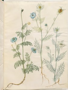 Nigella sativa (Schwarzkümmel); Nigella damascena (Jungfer im Grünen)