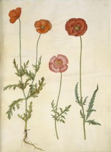 Papaver dubium (Zaun-Mohn); Papaver rhoeas (Korn-Mohn) von Hans Simon Holtzbecker