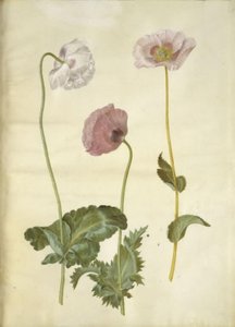 Papaver somniferum (Opium-Mohn)