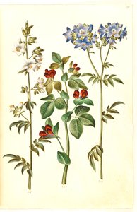 Polemonium caeruleum (Jakobsleiter); Lotus tetragonolobus (Spargelerbse)