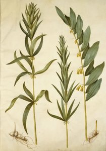 Polygonatum verticillatum (Quirlblättrige Weißwurz); Polygonatum multiflorum (Vielblütige Weißwurz)