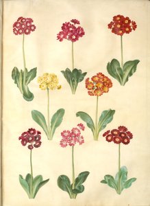 Primula ×pubescens (Garten-Aurikel) von Hans Simon Holtzbecker