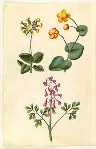 Primula veris (Hohlkragen-Schlüsselblume); Caltha palustris (Sumpfdotterblume); Corydalis cava (Hohlwurz-Lerchensporn)