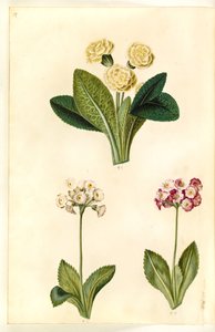 Primula vulgaris (Großblütige Schlüsselblume); Primula ×pubescens (Garten-Aurikel)