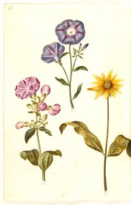 Saponaria officinalis (Seifenkraut); Convolvulus tricolor (Dreifarbige Winde); Helianthus (?) (Sonnenblumenart) von Hans Simon Holtzbecker