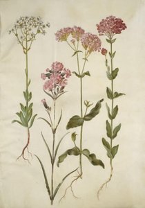 Saxifraga paniculata (Klippen-Steinbrech); Silene viscaria (Gemeines Leimkraut); Silene armeria (Knäuel-Leimkraut) von Hans Simon Holtzbecker