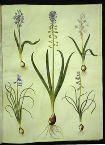 Scilla bifolia (Zweiblättriger Blaustern); Muscari comosum (Traubenhyazinthe); Brimeura amethystina (Pyrenäen-Hyazinthe) von Hans Simon Holtzbecker