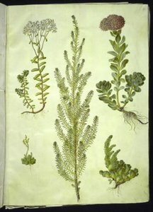 Sedum album (weiße Fetthenne); Sedum anacampseros (rundblättrige Fetthenne); Sedum (Fetthenne); Suaeda vera (Busch-Strandgänsefuß); Sedum rupestre (Berg-Fetthenne)