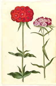 Silene chalcedonica (Brennende Liebe); Dianthus barbatus (Bartnelke)