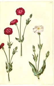 Silene coronaria (Kranz-Leimkraut)