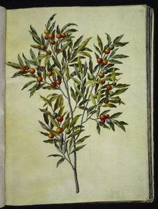Solanum pseudocapsicum (Jerusalem-Korallenbeere) von Hans Simon Holtzbecker