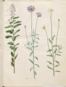 Spiraea salicifolia (Weidenblättrige Spierstrauch); Catananche caerulea (Blaue Rasselblume) von Hans Simon Holtzbecker